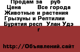 Продам за 50 руб. › Цена ­ 50 - Все города Животные и растения » Грызуны и Рептилии   . Бурятия респ.,Улан-Удэ г.